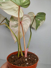 Philodendron Gloriosum Tricolor