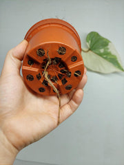 Philodendron Gloriosum Tricolor