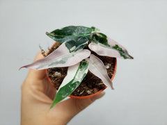 Alocasia Bambino Pink