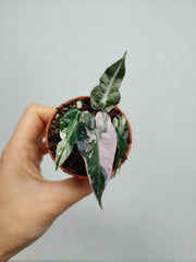 Alocasia Bambino Pink