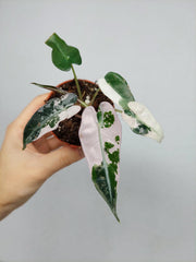 Alocasia Bambino Pink