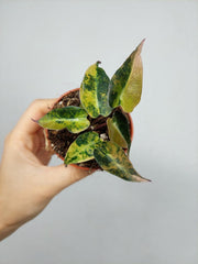 Alocasia Bambino Aurea