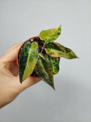 Alocasia Bambino Aurea