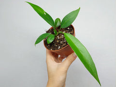 Anthurium Wendlingeri