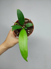 Anthurium Wendlingeri