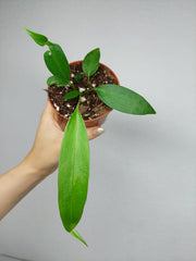 Anthurium Wendlingeri