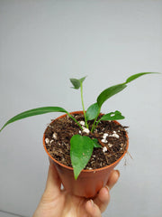 Anthurium Wendlingeri