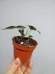 Alocasia Bambino Pink