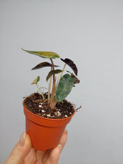 Alocasia Bambino Aurea