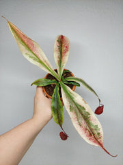 Nepenthes Viking x Ampullaria Variegata