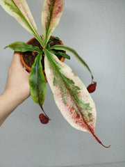 Nepenthes Viking x Ampullaria Variegata