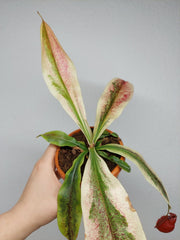 Nepenthes Viking x Ampullaria Variegata
