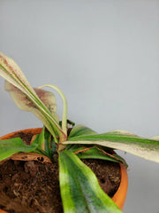 Nepenthes Viking x Ampullaria Variegata