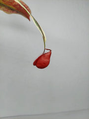 Nepenthes Viking x Ampullaria Variegata