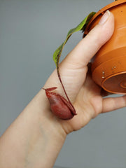 Nepenthes Viking x Ampullaria Variegata