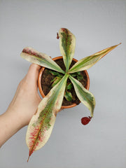Nepenthes Viking x Ampullaria Variegata