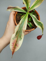 Nepenthes Viking x Ampullaria Variegata