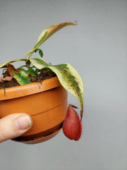 Nepenthes Viking x Ampullaria Variegata