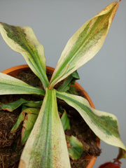 Nepenthes Viking x Ampullaria Variegata