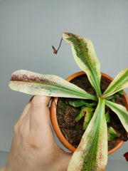 Nepenthes Viking x Ampullaria Variegata