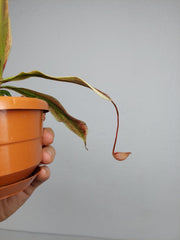 Nepenthes Viking x Ampullaria Variegata