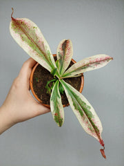 Nepenthes Viking x Ampullaria Variegata