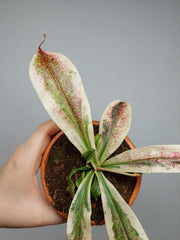Nepenthes Viking x Ampullaria Variegata