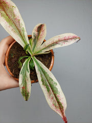 Nepenthes Viking x Ampullaria Variegata
