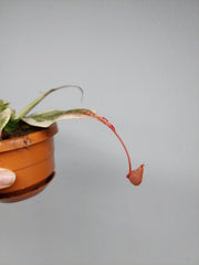 Nepenthes Viking x Ampullaria Variegata