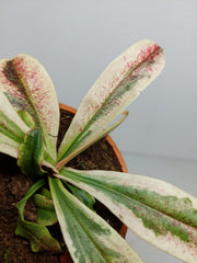 Nepenthes Viking x Ampullaria Variegata
