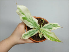 Nepenthes Viking x Ampullaria Variegata