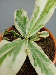 Nepenthes Viking x Ampullaria Variegata