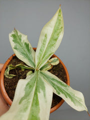 Nepenthes Viking x Ampullaria Variegata