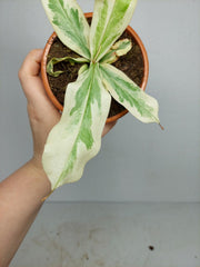 Nepenthes Viking x Ampullaria Variegata