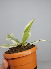 Nepenthes Viking x Ampullaria Variegata
