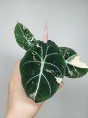 Alocasia Black Velvet Pink Variegata