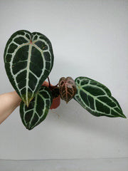 Anthurium Zara x Michelle X Michelle