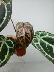 Anthurium Zara x Michelle X Michelle
