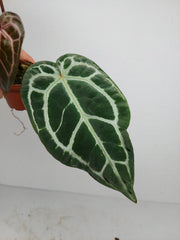 Anthurium Zara x Michelle X Michelle