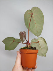 Anthurium Zara x Michelle X Michelle