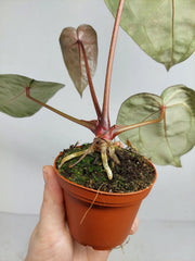 Anthurium Zara x Michelle X Michelle