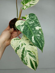 Philodendron Emerald Queen Variegata