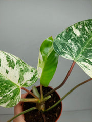 Philodendron Emerald Queen Variegata