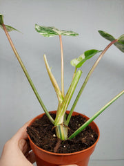 Philodendron Emerald Queen Variegata