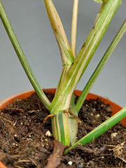 Philodendron Emerald Queen Variegata