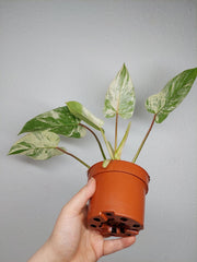 Philodendron Emerald Queen Variegata