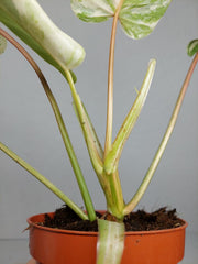 Philodendron Emerald Queen Variegata
