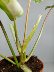Philodendron Emerald Queen Variegata