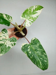 Philodendron Emerald Queen Variegata