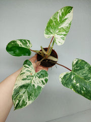 Philodendron Emerald Queen Variegata